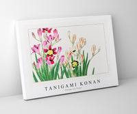 
              Tanigami Konan - Vintage ixia flower
            