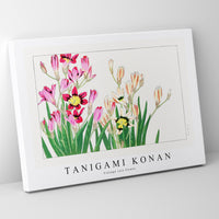 Tanigami Konan - Vintage ixia flower