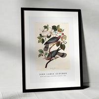 John James Audubon - Band-tailed Pigeon from Birds of America (1827)