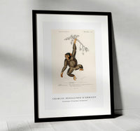 
              Charles Dessalines D'Orbigny - Chimpangze (Troglodyte Chimpanze)
            
