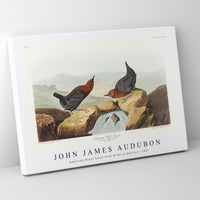 John James Audubon - American Water Ouzel from Birds of America (1827)