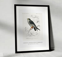 
              Charles Dessalines D'Orbigny - Red-footed Falcon (Falco rufipes)
            
