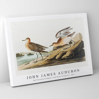 John James Audubon - Buff breasted Sandpiper from Birds of America (1827)