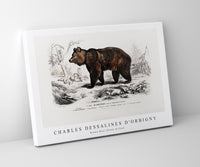 
              Charles Dessalines D'Orbigny - Brown Bear (Ursus Arctos)
            