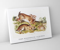 
              John Woodhouse Audubon - Grey Rabbit (Lepus Sylvaticus) from the viviparous quadrupeds of North America (1845)
            