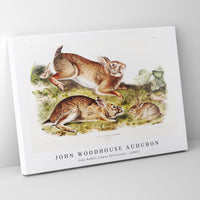 John Woodhouse Audubon - Grey Rabbit (Lepus Sylvaticus) from the viviparous quadrupeds of North America (1845)