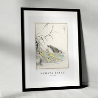 Numata Kashu - Duck illustration from Pictorial Monograph of Birds (1885)