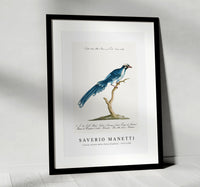 
              Saverio Manetti - Cucule celeste della China (Cuckoo) 1723-1785
            