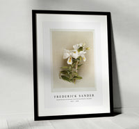 
              Frederick Sander - Dendrobium formosum from Reichenbachia Orchids-1847-1920
            