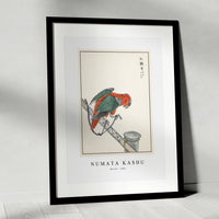 Numata Kashu - Macaw illustration from Pictorial Monograph of Birds (1885)