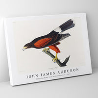 John James Audubon - Louisiana Hawk from Birds of America (1827)