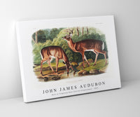 
              John James Audubon - Deer or Virginian Deer (Cervus Virginianus)(1845)
            