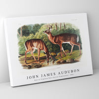 John James Audubon - Deer or Virginian Deer (Cervus Virginianus)(1845)