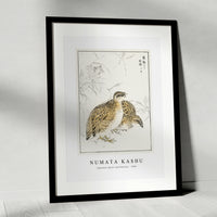 Numata Kashu - Japanese Quail and Gentian illustration from Pictorial Monograph of Birds (1885)
