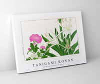 
              Tanigami Konan - Cambpetum Ghandiflorum flower
            