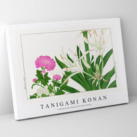 Tanigami Konan - Cambpetum Ghandiflorum flower