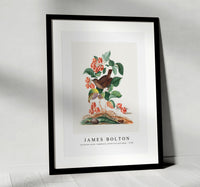 
              James Bolton - Eurasian wren, raspberry, wood lice and pupa 1768
            