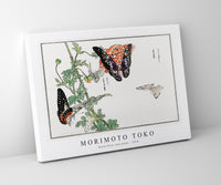
              Morimoto Toko - Butterflies and plant illustration from Churui Gafu (1910)
            