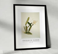 
              Frederick Sander - Cattleya lueddemanniana alba from Reichenbachia Orchids-1847-1920
            