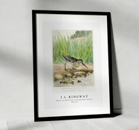 
              J L Ridgway - Wilson's or English Snipe (Gallinago Media, Wilsoni) 1859-1947
            