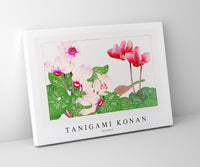 
              Tanigami Konan - Syclamen
            