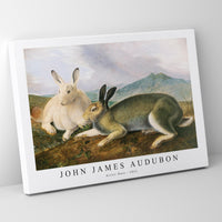 John James Audubon - Arctic Hare (ca. 1841)