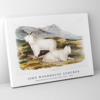 John Woodhouse Audubon - Rocky Mountain Goat (Capra Americana) from the viviparous quadrupeds of North America (1845)