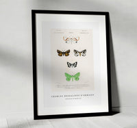 
              Charles Dessalines D'Orbigny - Collection of moths (3)
            