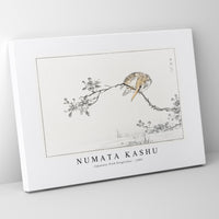 Numata Kashu - Japanese Pied Kingfisher illustration from Pictorial Monograph of Birds (1885)