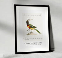
              Saverio Manetti - Tucana Aracari Brasilensibus (Toucan) 1723-1785
            