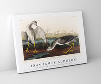 
              John James Audubon - Tell-tale Godwit or Snipe from Birds of America (1827)
            