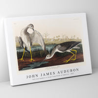 John James Audubon - Tell-tale Godwit or Snipe from Birds of America (1827)