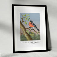 Barbara Regina Dietzsch - Goudvink (Eurasian Bullfinch)