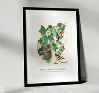 
              John James Audubon - Baltimore Oriole from Birds of America (1827)
            