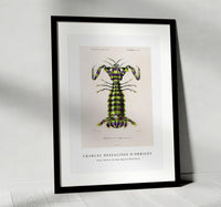 
              Charles Dessalines D'Orbigny - Giant mantis shrimp (Squilla Maculata)
            