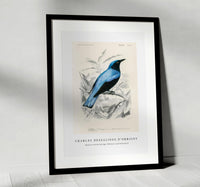 
              Charles Dessalines D'Orbigny - Square-tailed drongo (Edoius caerulescens)
            