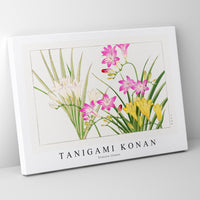 Tanigami Konan - Freesia flower