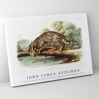 John James Audubon - Ocelot or Leopard-Cat (Felis pardalis) from the viviparous quadrupeds of North America (1845)