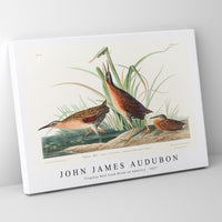 John James Audubon - Virginia Rail from Birds of America (1827)