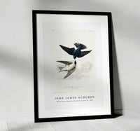 
              John James Audubon - White-bellied Swallow from Birds of America (1827)
            