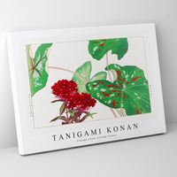 Tanigami Konan - Vintage sweet william flower