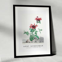 aert schouman - A Red Bergamot in a Landscape-1705-1775