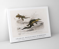 
              Charles Dessalines D'Orbigny - Alligator (Alligator incius) and Lilford'swall lizard (Podarcis lilfordi)
            