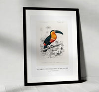 
              Charles Dessalines D'Orbigny - Toucan (Ramphastos)
            