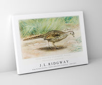 
              J L Ridgway - Ring–Necked Pheasant, Female (Phasianus Torquatus)  1859-1947
            