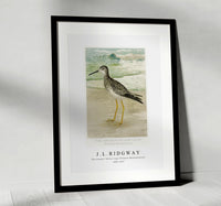 
              J L Ridgway -The Greater Yellow Legs (Totanus Melanoleucus) 1859-1947
            