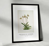 
              Frederick Sander - Cypripedium argus from Reichenbachia Orchids-1847-1920
            