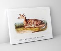 
              John Woodhouse Audubon - American Deer (Cervus Virginianus) from the viviparous quadrupeds of North America (1845)
            