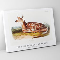 John Woodhouse Audubon - American Deer (Cervus Virginianus) from the viviparous quadrupeds of North America (1845)