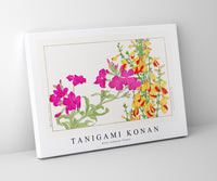 
              Tanigami Konan - Rose campion flower
            